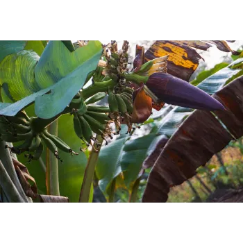 Natural Banana Flower